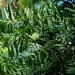Agathis lanceolata Agathis lanceolata