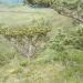 Agathis ovata Agathis ovata