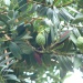 Agathis ovata Agathis ovata
