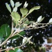 Aglaia elaeagnoidea Aglaia elaeagnoidea