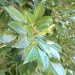 Aglaia elaeagnoidea Aglaia elaeagnoidea