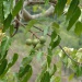 Aleurites moluccana Aleurites moluccana