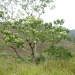 Aleurites moluccana Aleurites moluccana