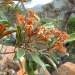 Alphitonia neocaledonica Alphitonia neocaledonica