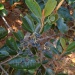 Alphitonia neocaledonica Alphitonia neocaledonica