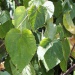 Broussonetia papyrifera Broussonetia papyrifera