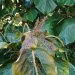 Acalypha wilkesiana