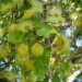 Albizia lebbeck Albizia lebbeck