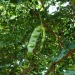 Albizia lebbeck Albizia lebbeck