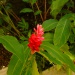 Alpinia purpurea Alpinia purpurea