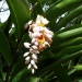 Alpinia speciosa Alpinia speciosa
