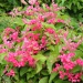Antigonon leptopus Antigonon leptopus