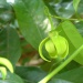 Artabotrys incinatus Artabotrys incinatus
