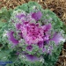Brassica oleracea Brassica oleracea