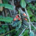 Abrus precatorius Abrus precatorius