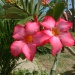 Adenium obesum