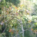 Barringtonia integrifolia