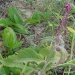 Achyranthes aspera Achyranthes aspera