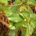 Acronychia laevis Acronychia laevis