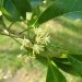 Acronychia laevis Acronychia laevis