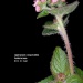 Ageratum conyzoides Ageratum conyzoides