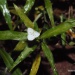 Aneilema neocaledonicum