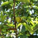 Annona muricata Annona muricata