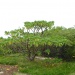 Heliotropium foertherianium Heliotropium foertherianium