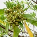 Heliotropium foertherianum Heliotropium foertherianum