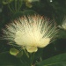 Barringtonia asiatica  Barringtonia asiatica
