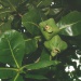 Barringtonia asiatica Barringtonia asiatica
