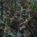 Bidens pilosa Bidens pilosa