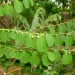 Breynia disticha Breynia disticha