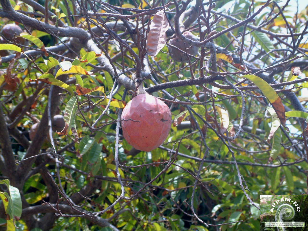 Annona reticulata Annona reticulata