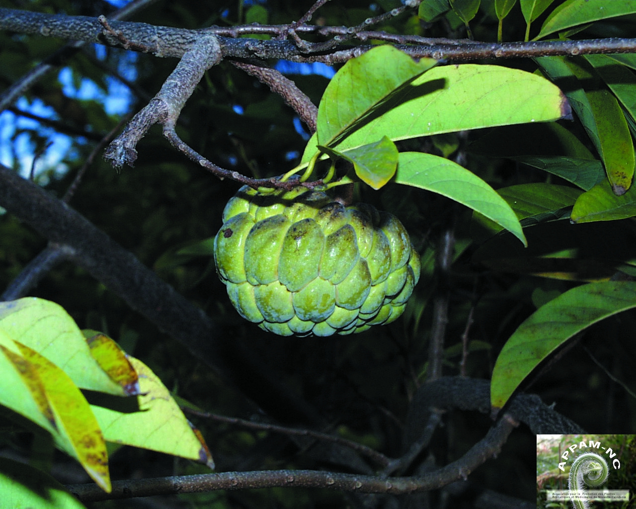 Annona squamosa Annona squamosa