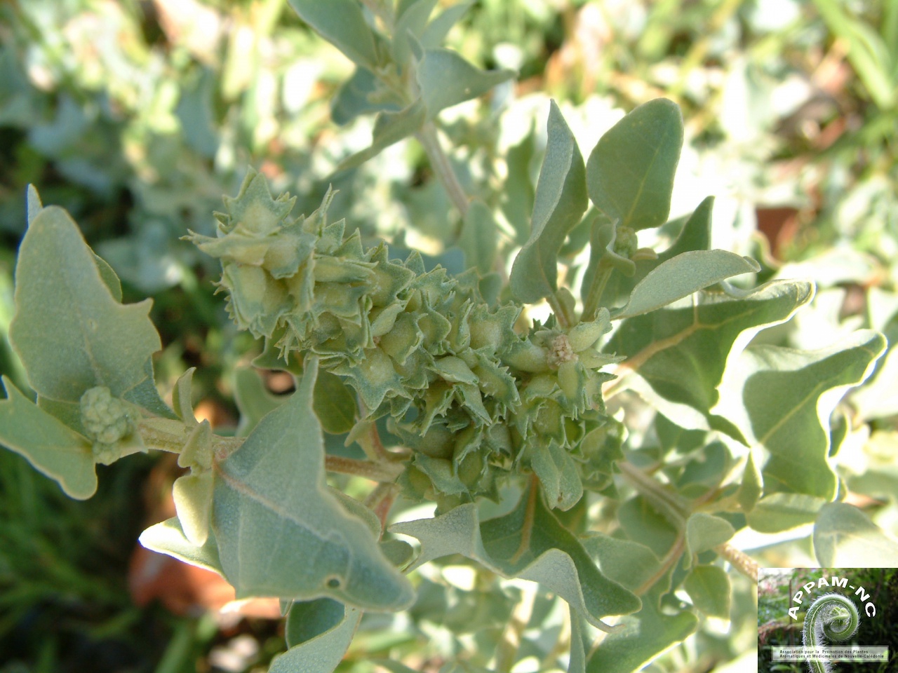 Atriplex jubata Atriplex jubata