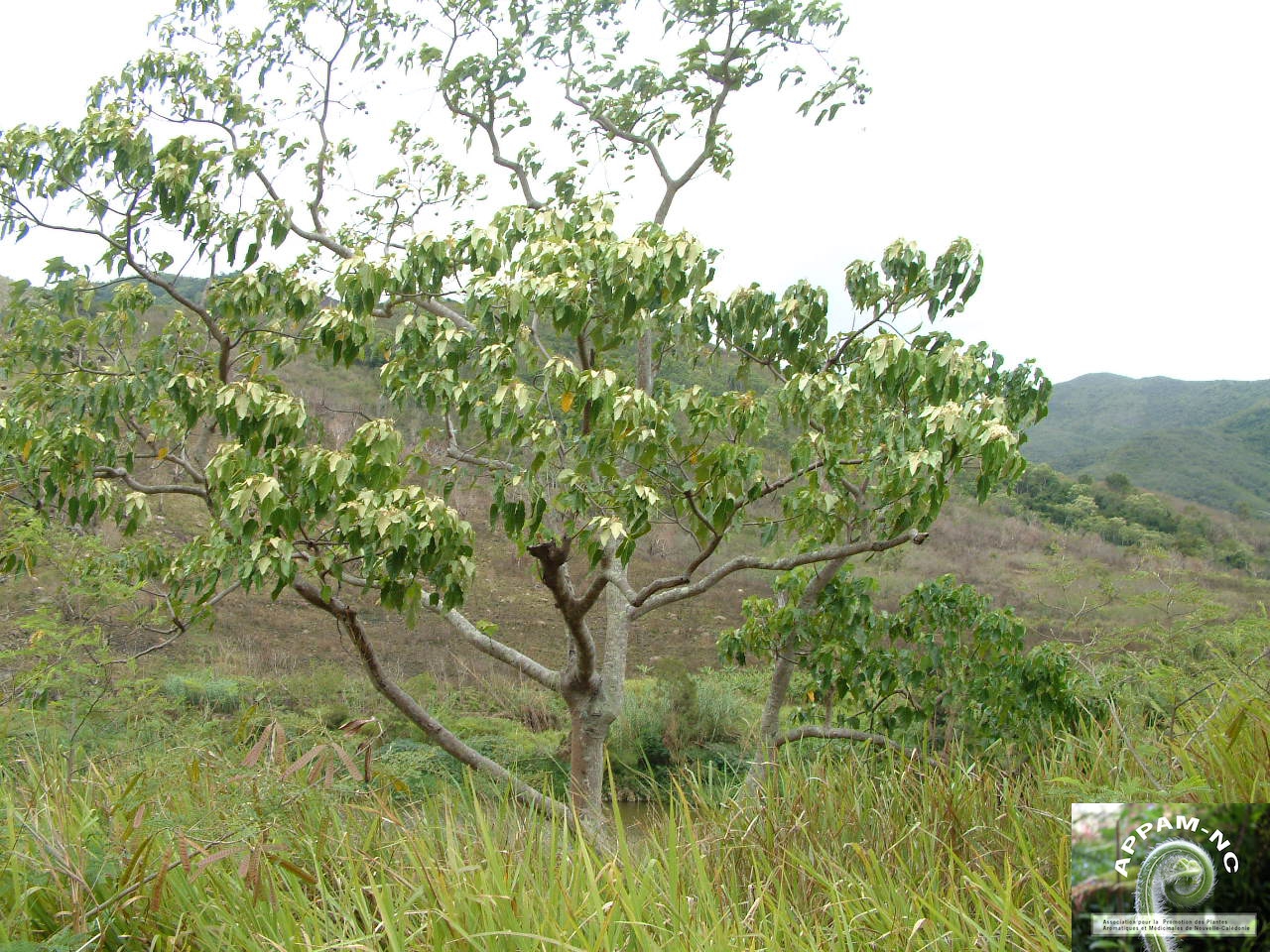 Aleurites moluccana Aleurites moluccana