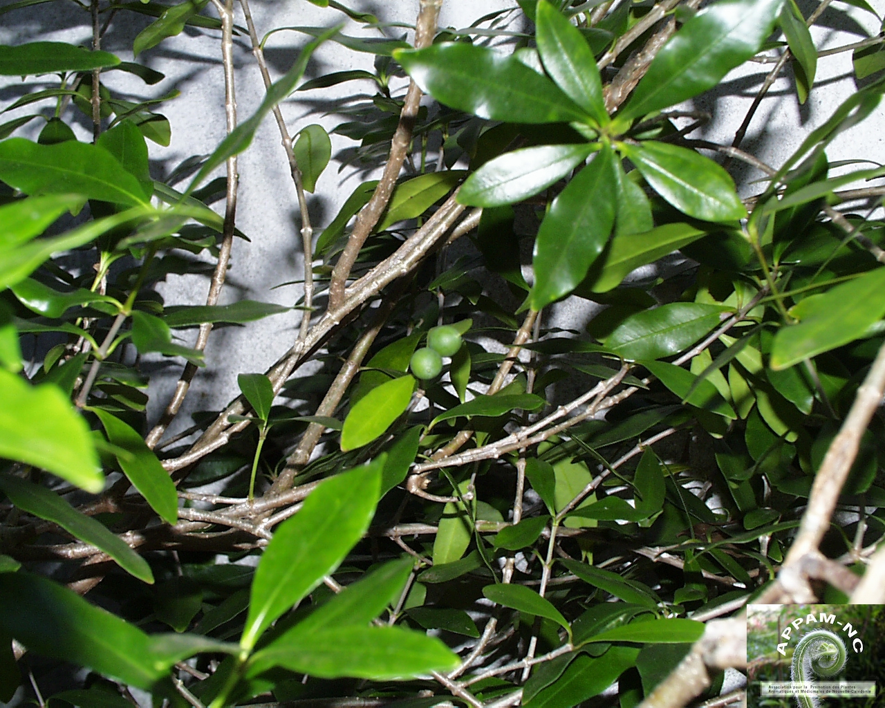 Alyxia stellata Alyxia stellata