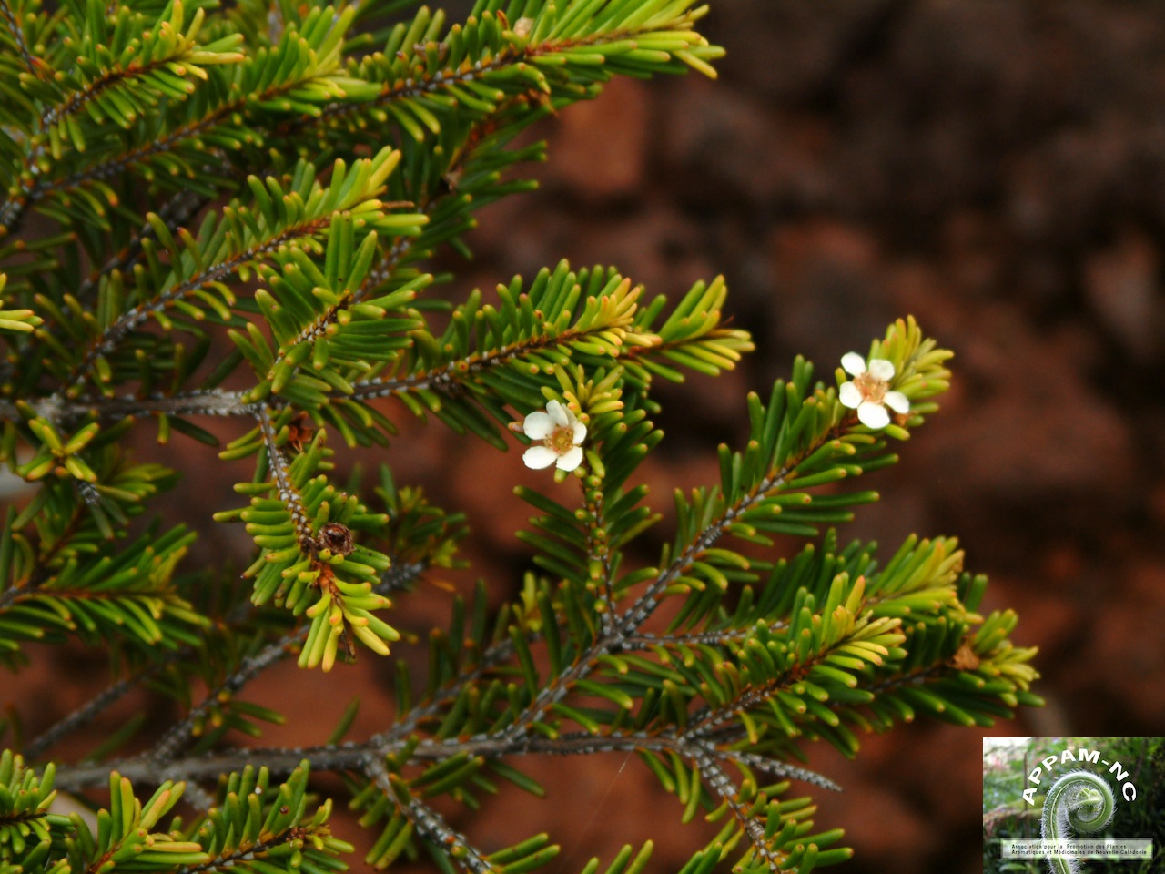 Sannantha virgata