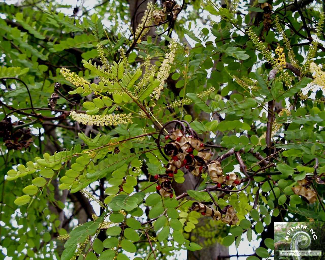 Adenanthera pavonina Adenanthera pavonina