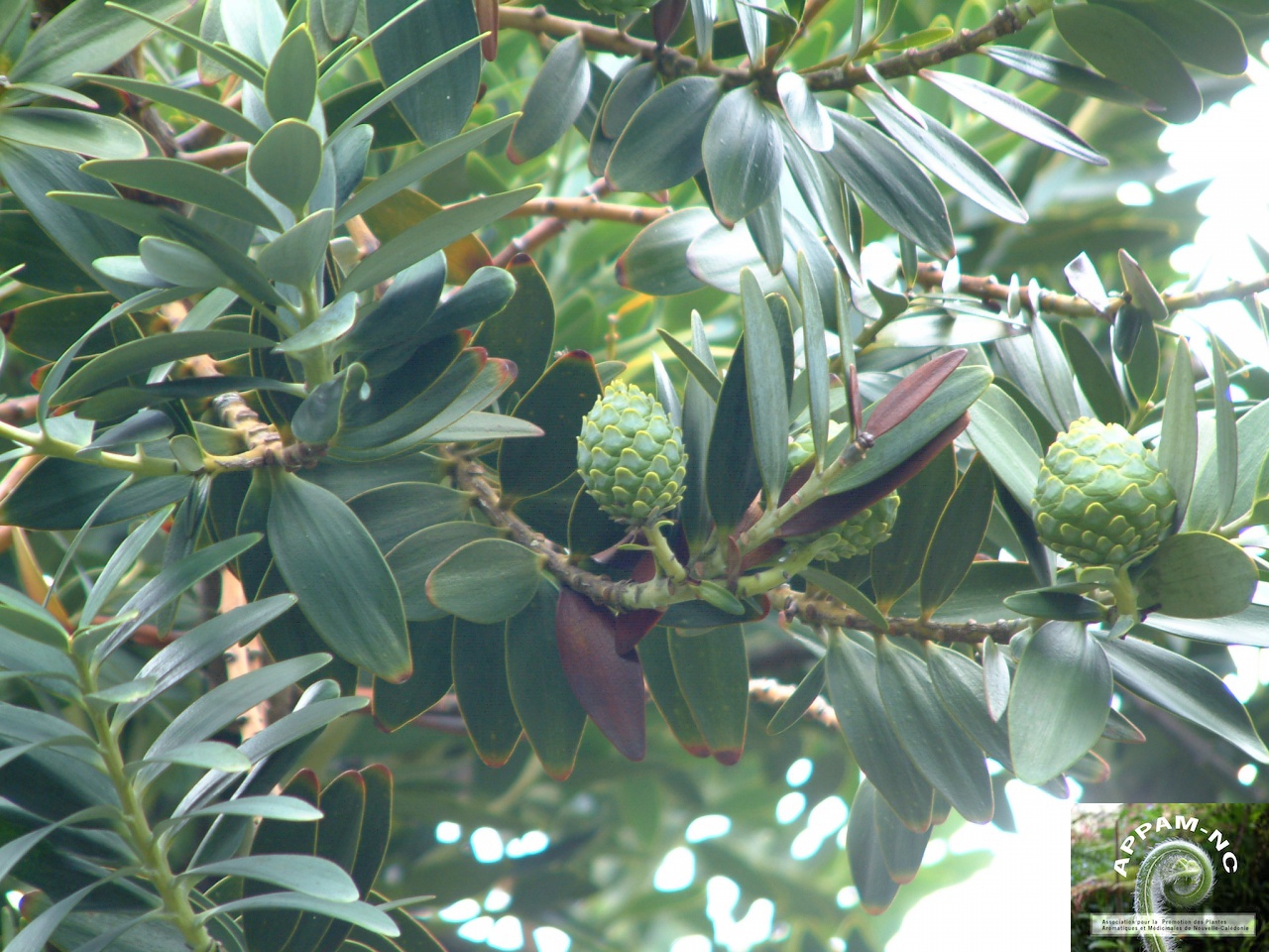 Agathis ovata Agathis ovata