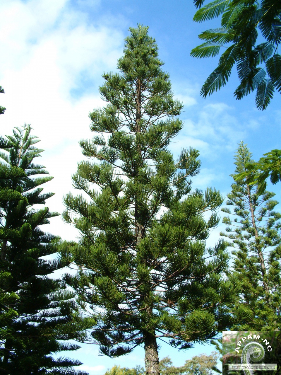Araucaria columnaris Araucaria columnaris