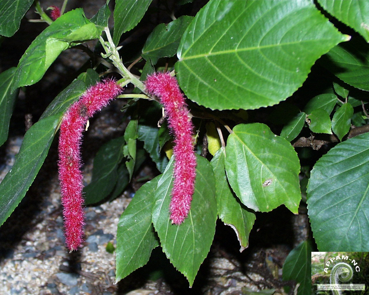 Acalypha hispida Acalypha hispida