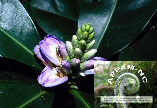 Acanthus ilicifolius Acanthus ilicifolius