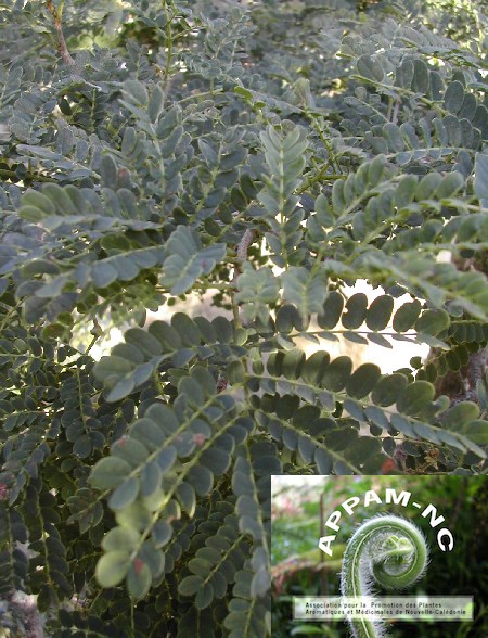 Albizzia guillainii Albizzia guillainii