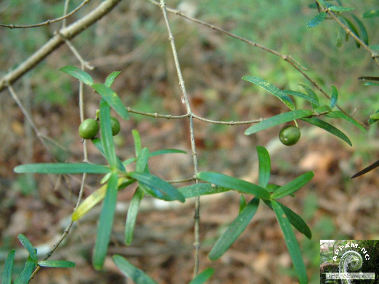 Alyxia tisserantii Alyxia tisserantii