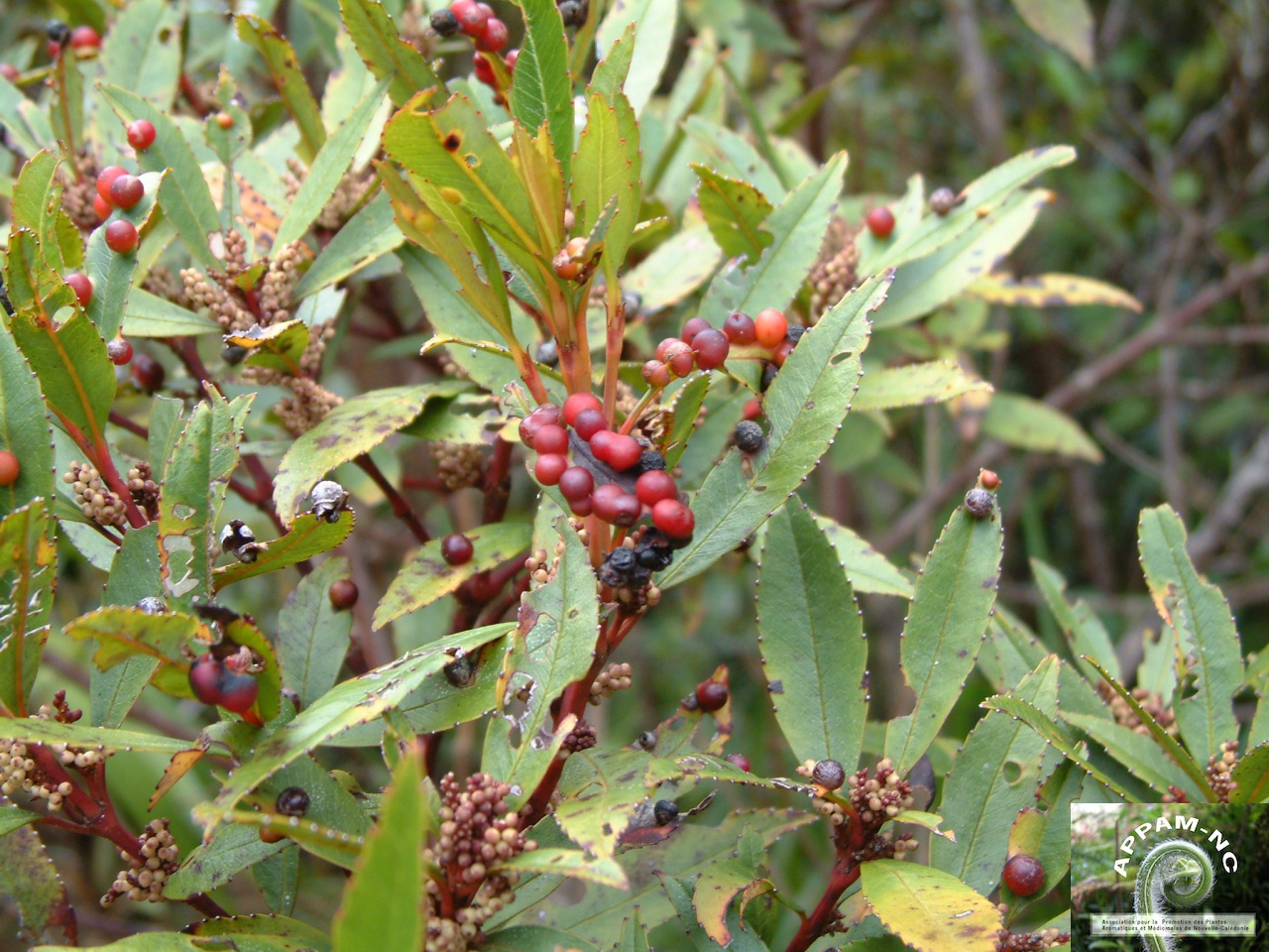 Ascarina rubricaulis Ascarina rubricaulis