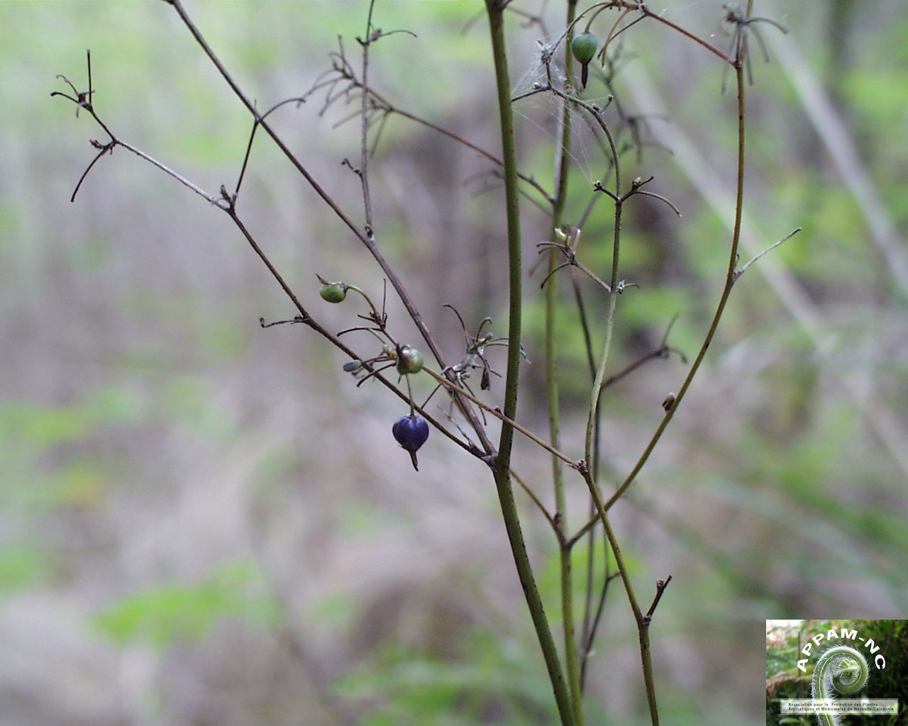 Astellia neocaledonica Astellia neocaledonica