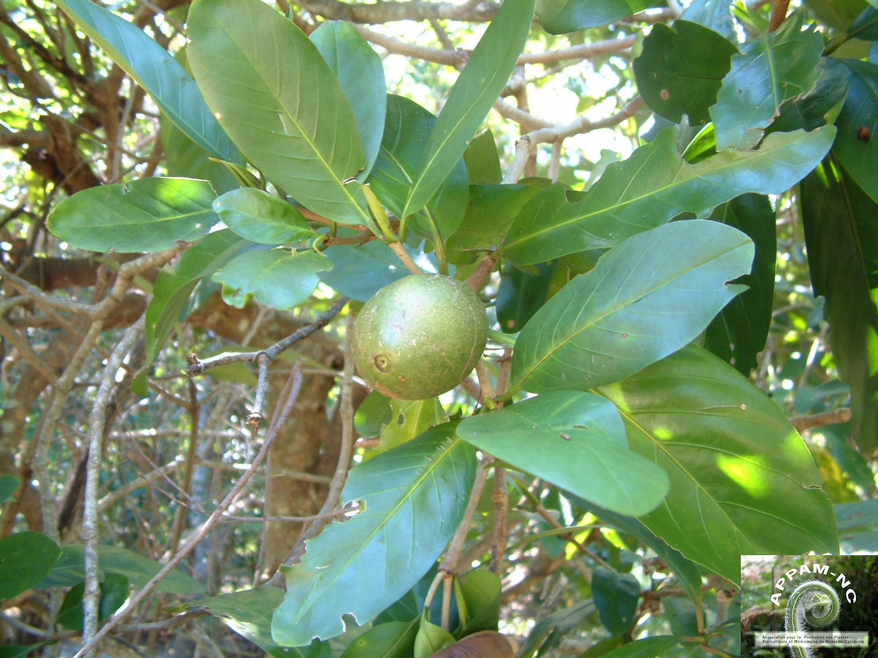 Atractocarpus vaginatus