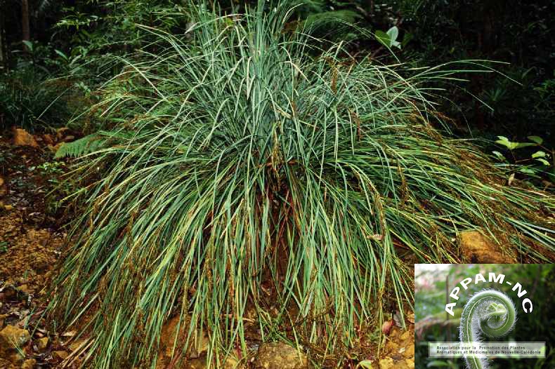 Machaerina deplanchei Machaerina deplanchei